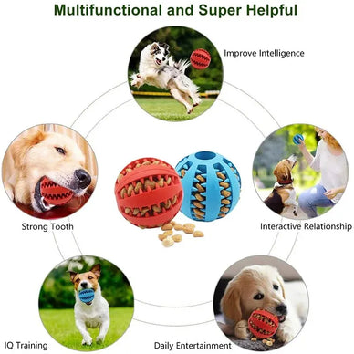 Transform Your Dog’s Comfort Today